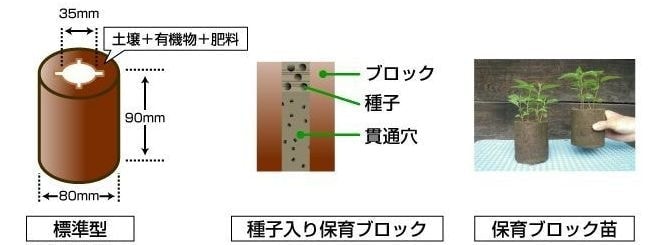 根茎の生育モデル